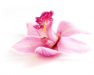 orchidee-freigestellt